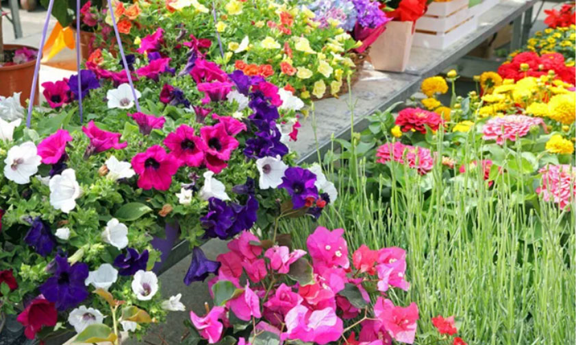 Flower & Plants